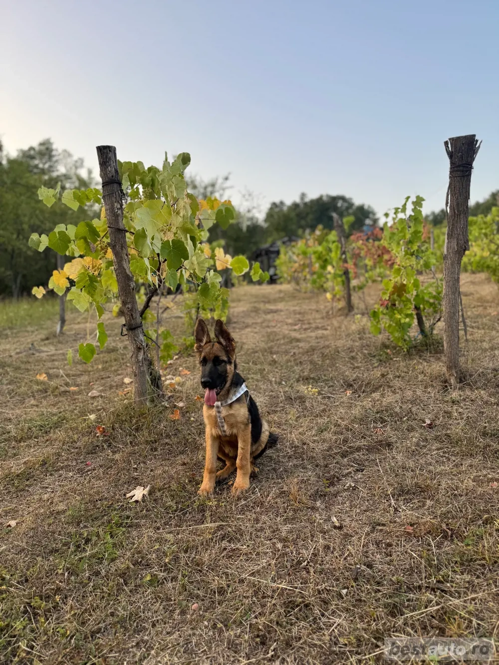 Vand ciobanesc german