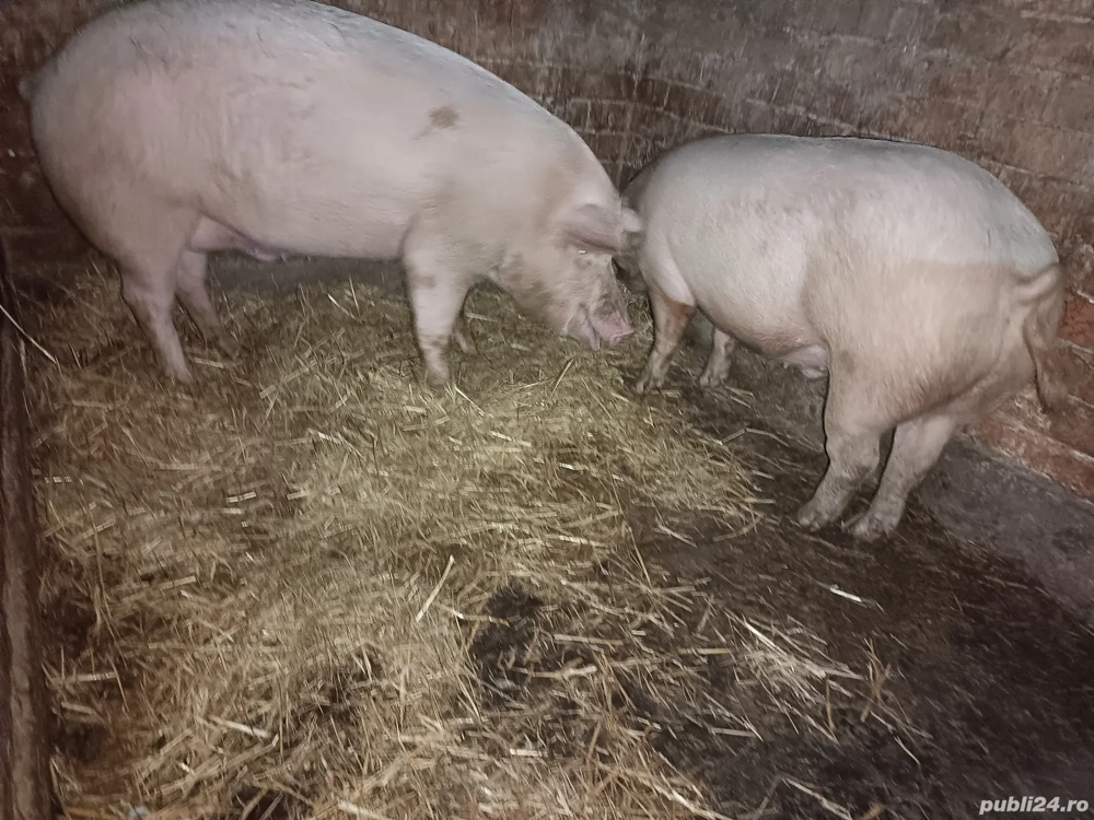 Vand porci 15 kg 