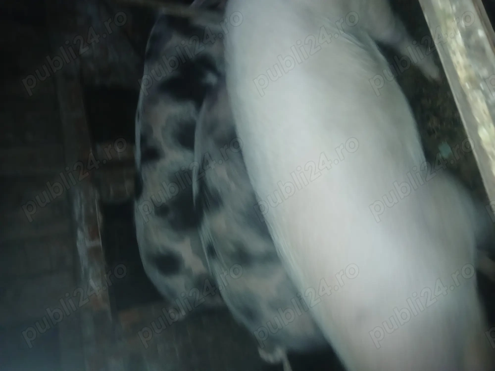 Vad porci între 120 -180kg