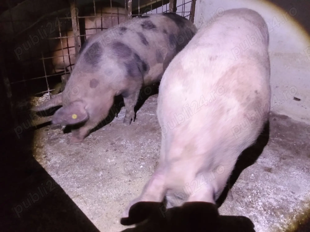 porc de casă, de vanzare