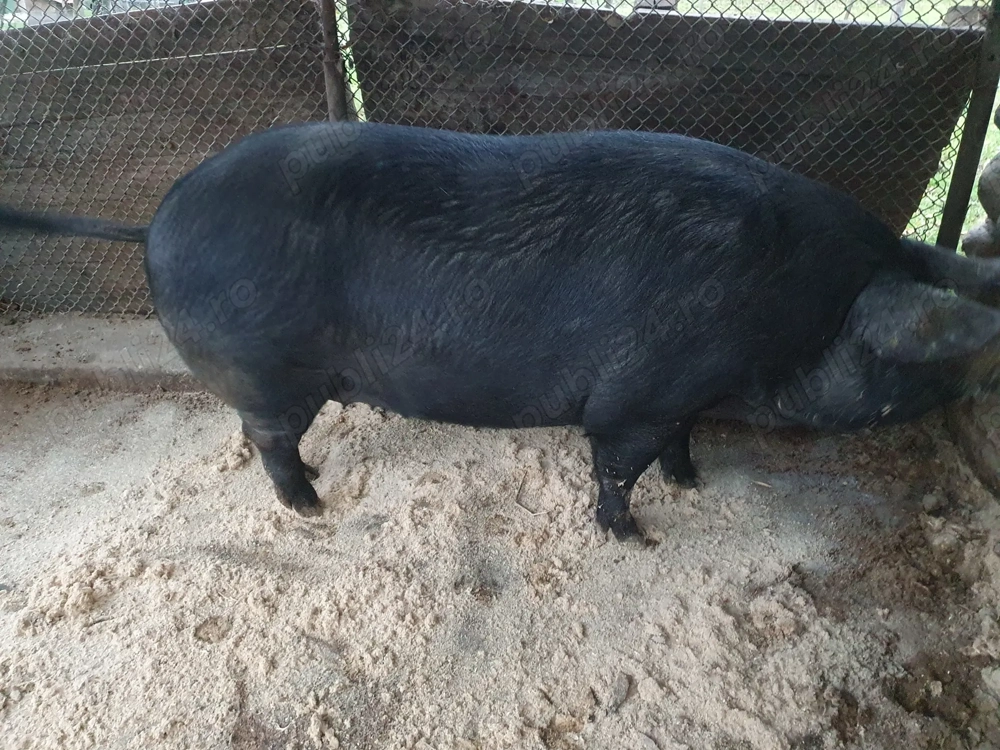 Vând porc.pentru mai multe detalii la nr de tel.