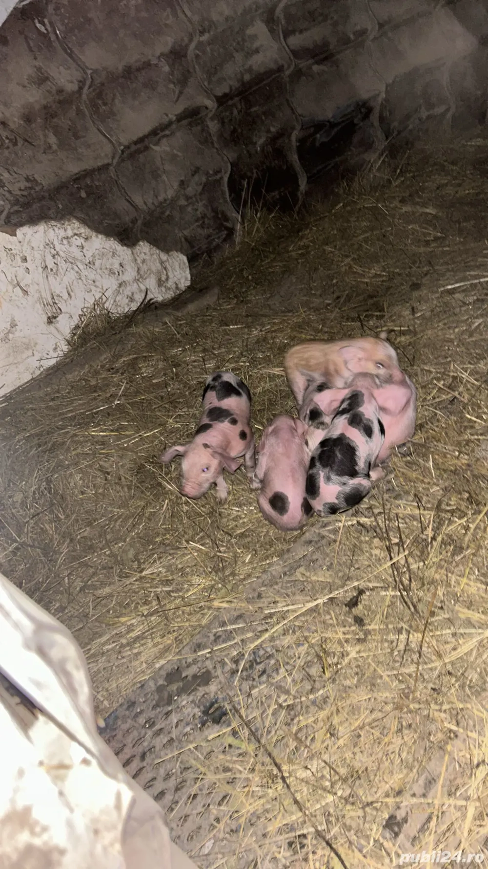 vând scroafă cu purcei sau care urmează să fete în cateva zile sau pietran belgian original