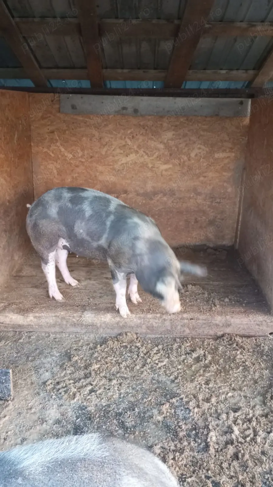 Porci de vânzare....