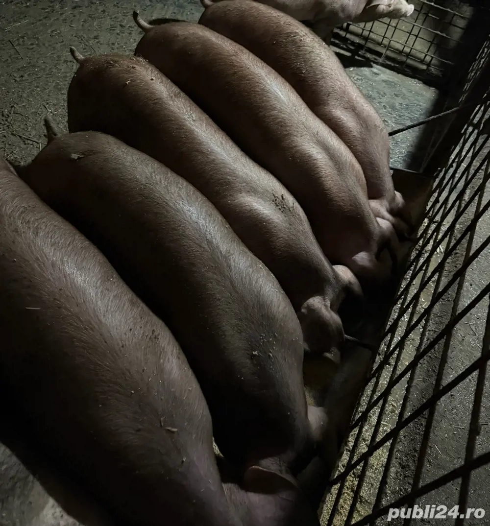 Vand scrofițe duroc pur