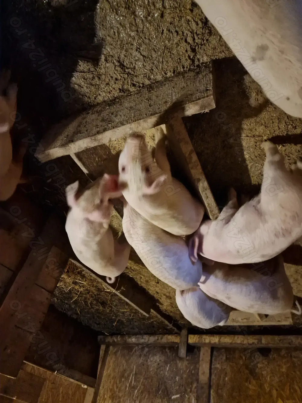 Vand purceluși porci purcei