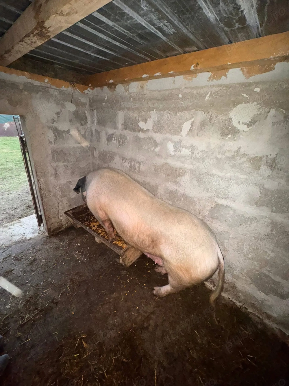 Scroafa de vânzare Iași 