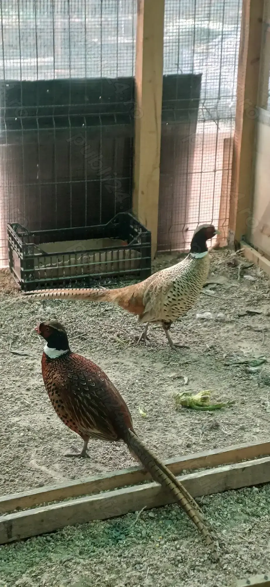 Fazan formozan deosebit 