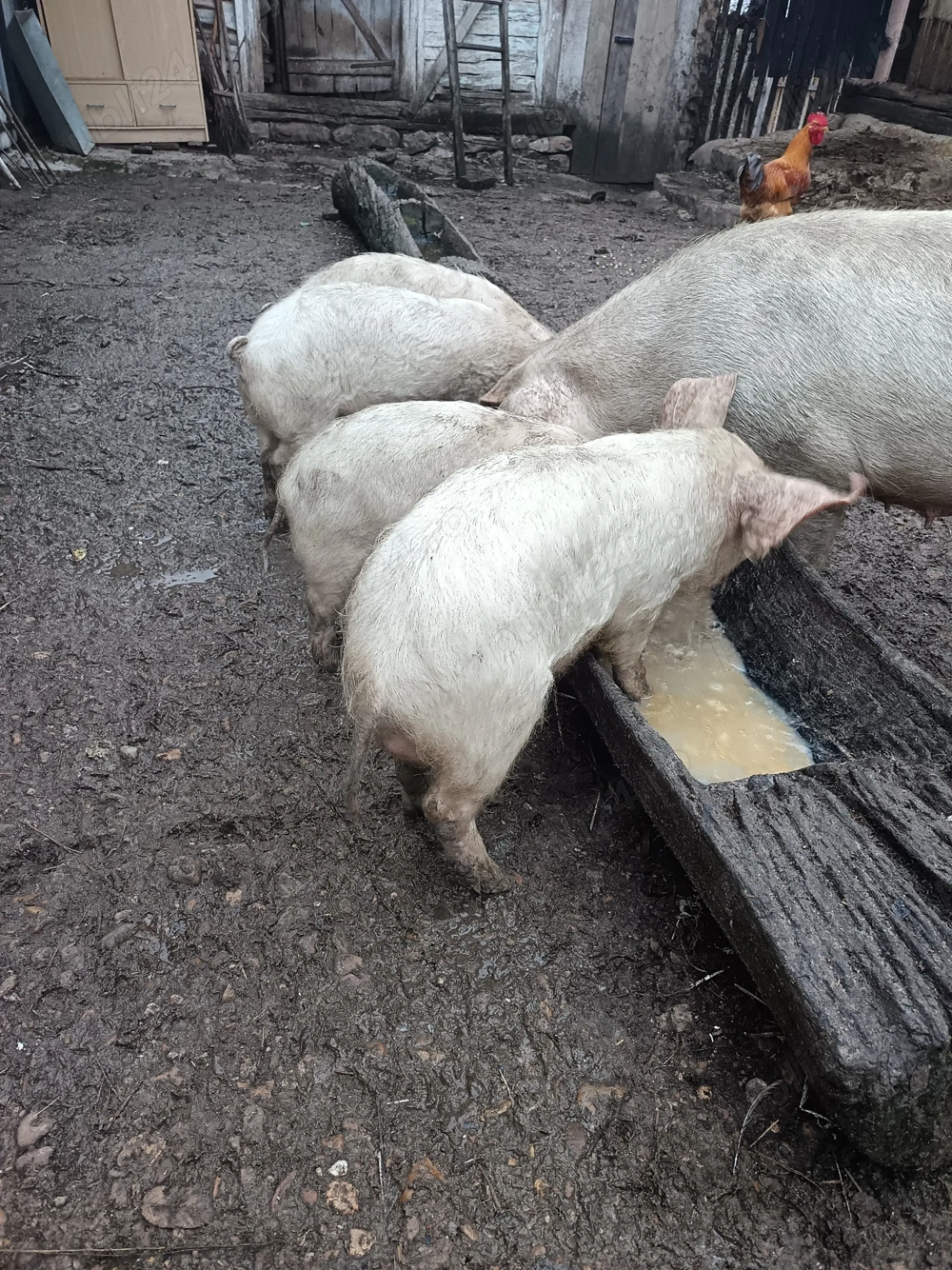 Vând purcei marele alb