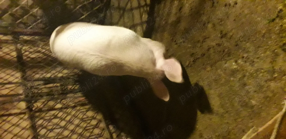 Vind porc de carne crescut bio pt.sacrificat peste 150 kg