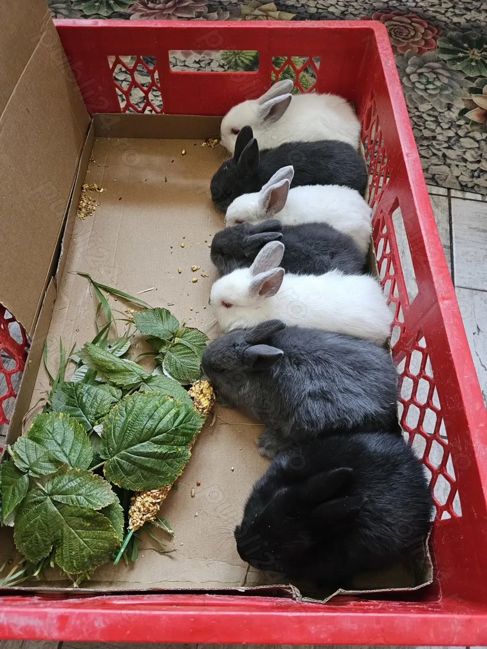 Iepurasi pitici de vânzare rasa Rex