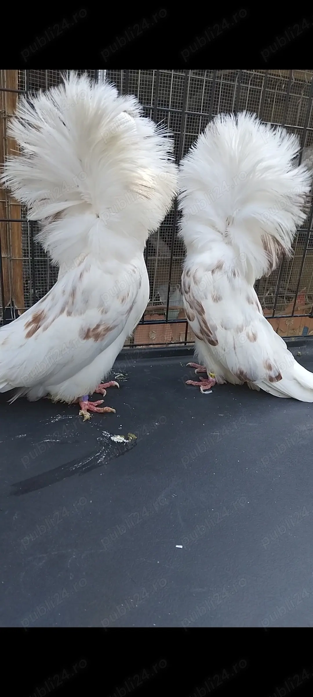 Porumbei gulerati (maria stuart)