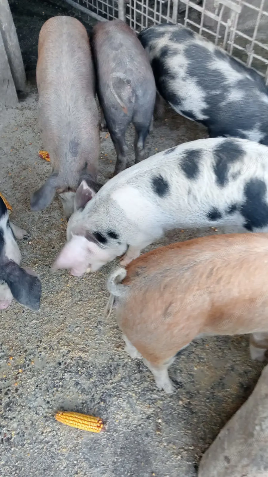 Vând grasuni Câlnic, Gorj