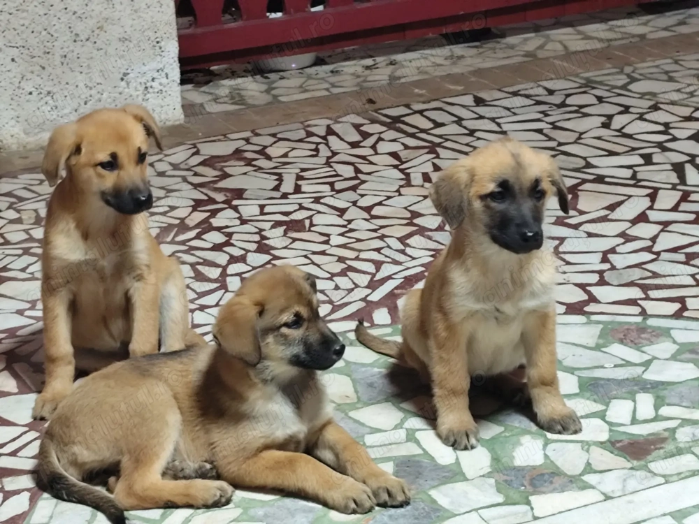 Donez trei fete pui Malinoise Belgian