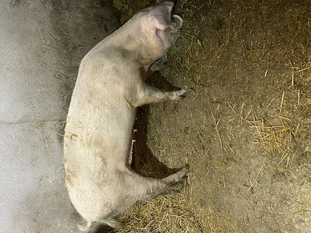 Scroafă de vânzare informații la numărul de telefon  