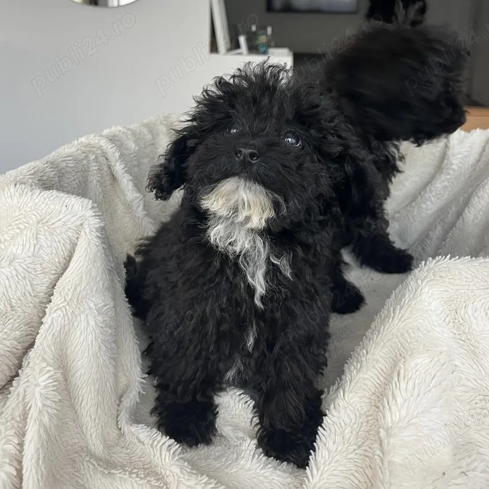 Caniche pudel toy negru 
