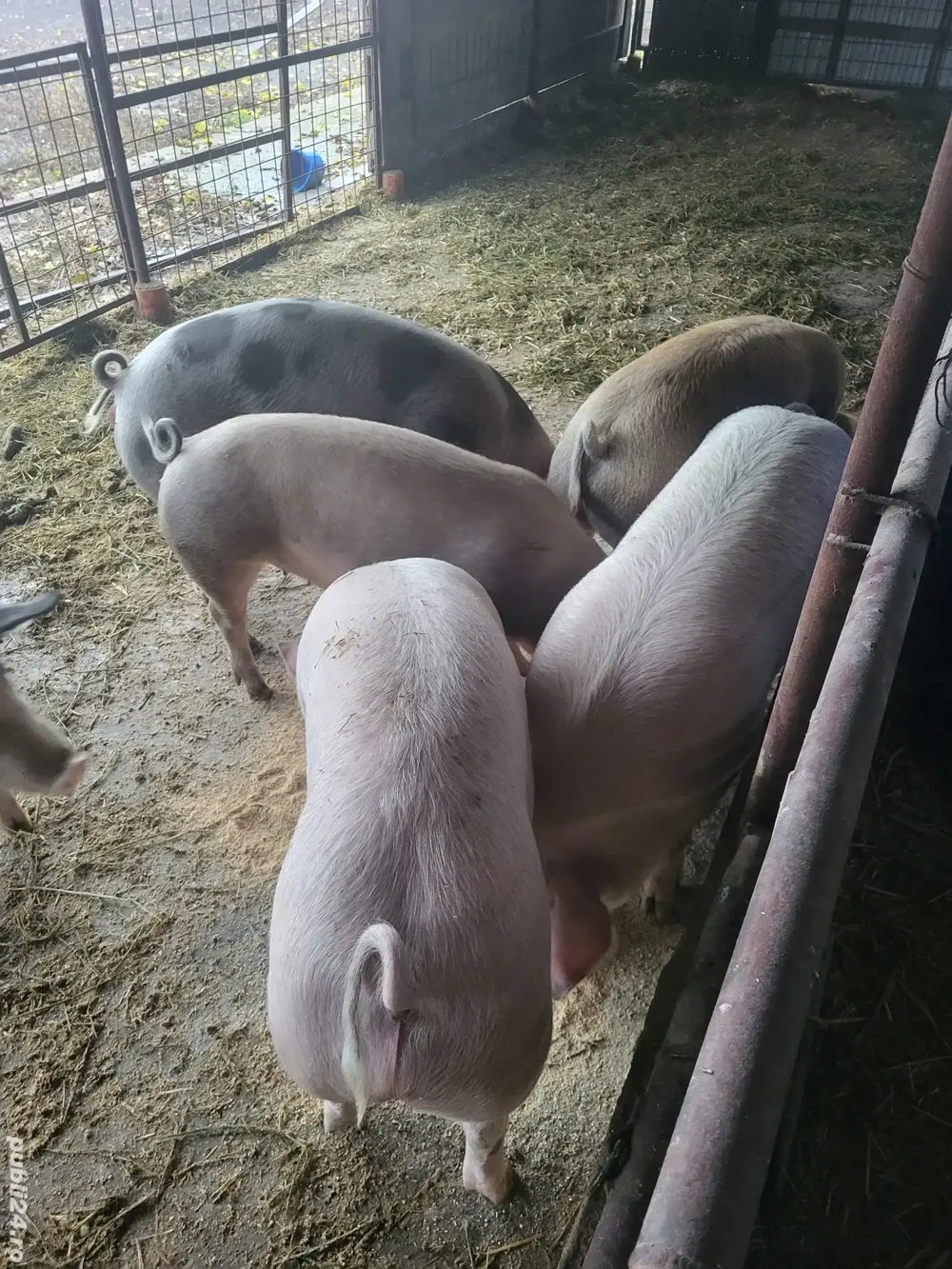 Vand porci90- 150 kg