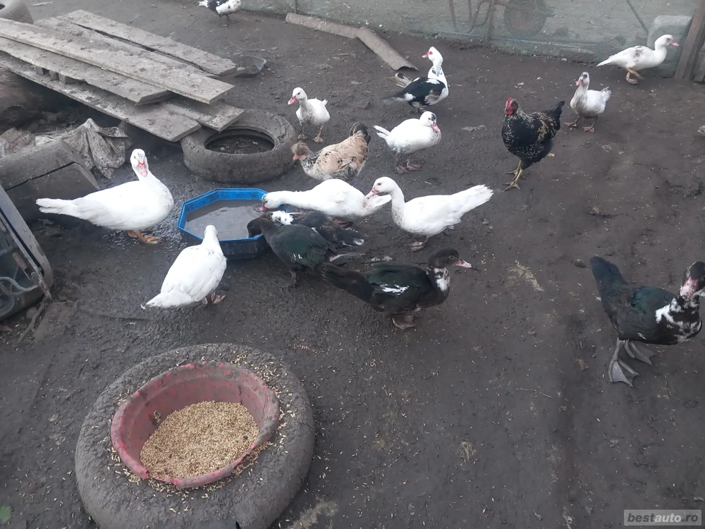 rățoi leșești tineret