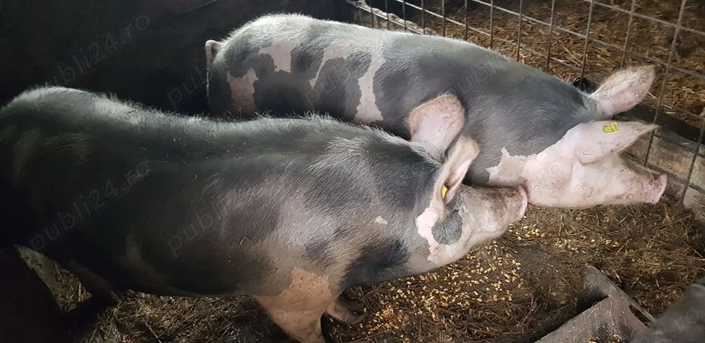 Porci pietran belgian