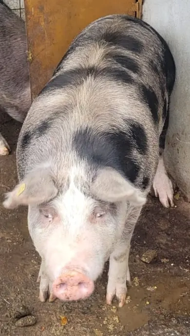 Vând porc  Pietrain 220 kg