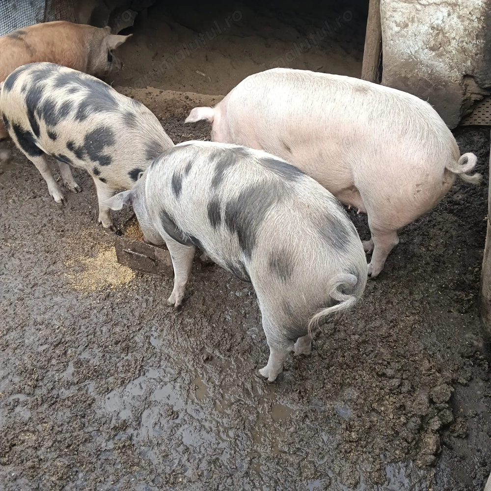 Vând porci pentru Crăciun 