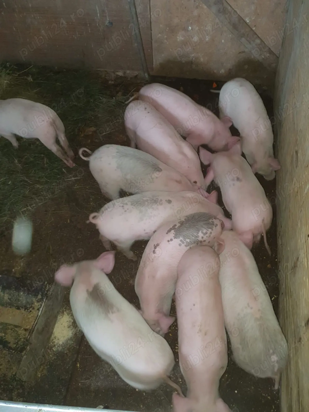 Vând purcei Marele Alb