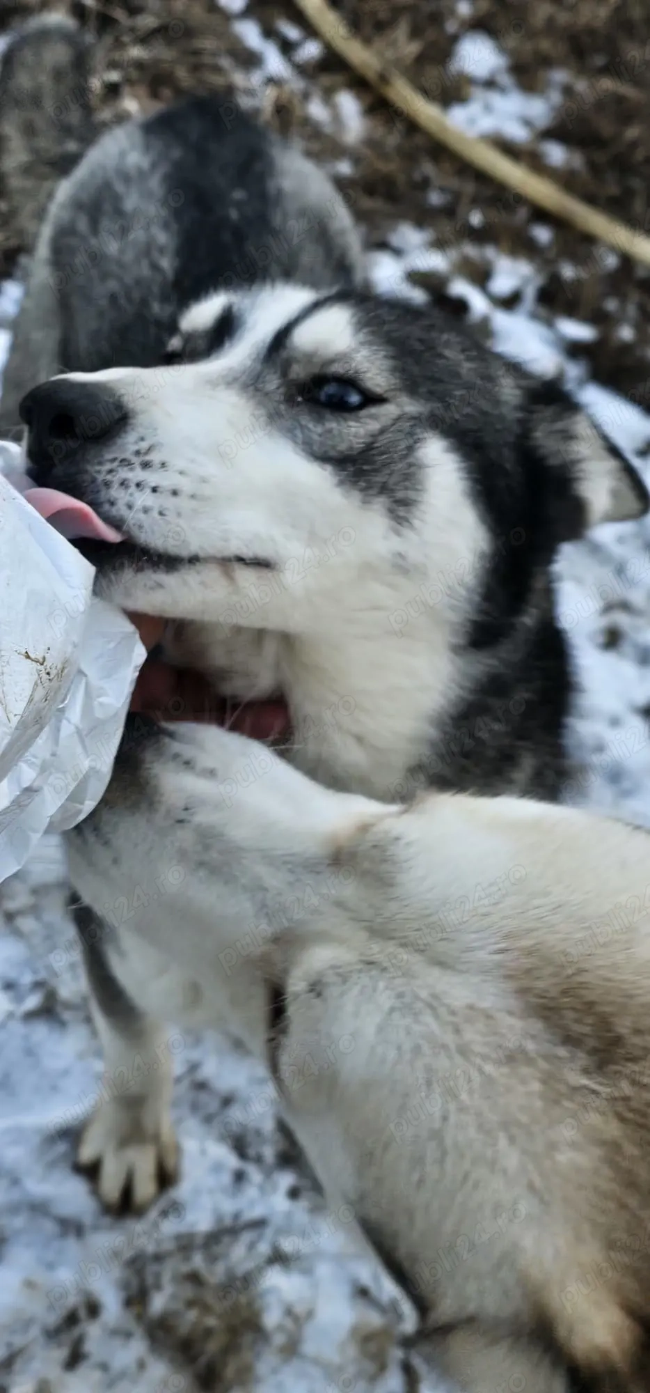 Adoptie pereche Husky