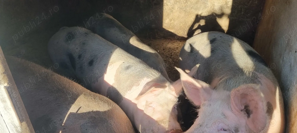 Porci de vanzare 