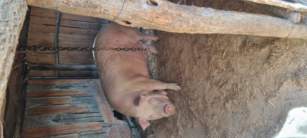 Porci intre 130 si 200 kg 
