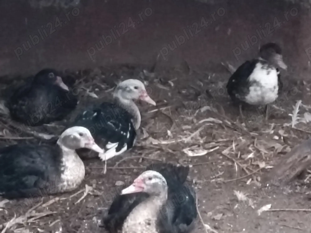 Ratele mute de anul acesta 