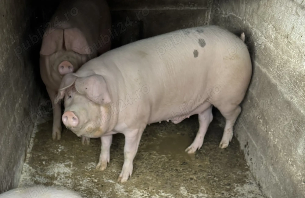 Porci 150-180kg Sanpaul, Arad