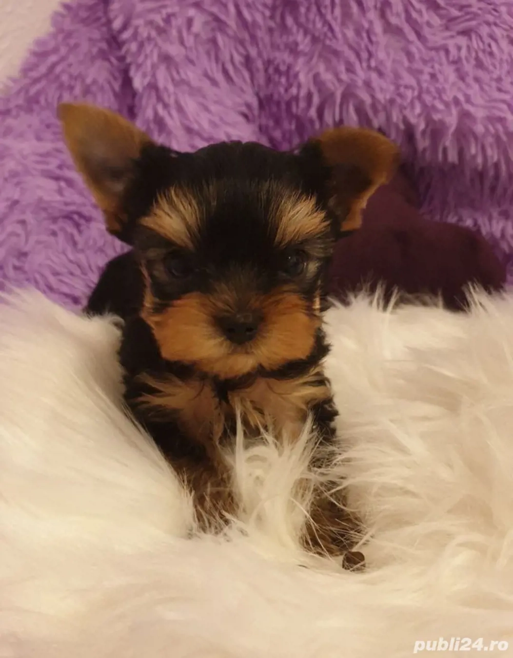 Yorkshire terrier talie mica