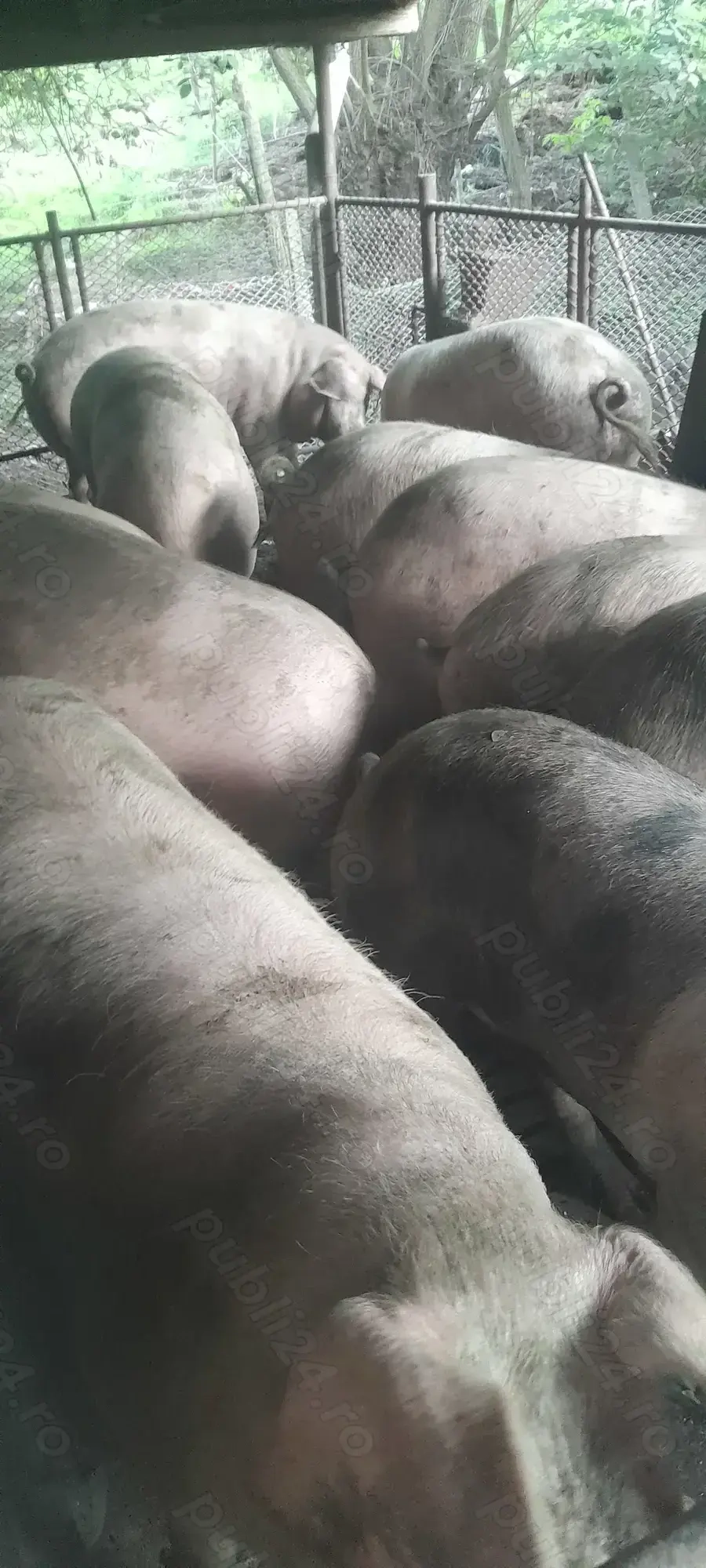 Vand Porci pentru sacrificare, calitatea 1