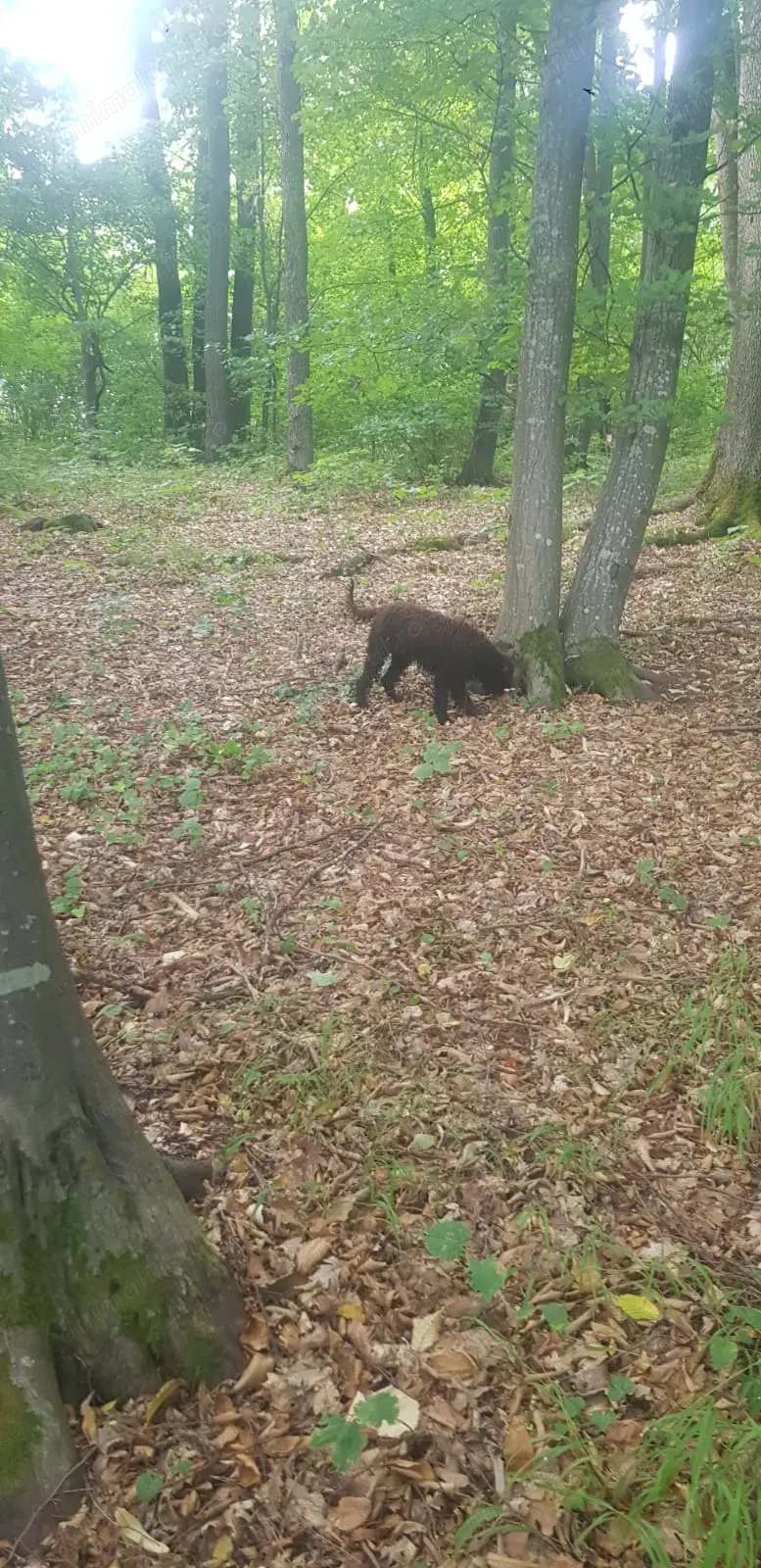 Vand femela lagotto dresata la trufa alba si neagra  
