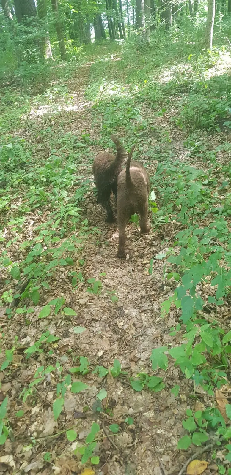 Vand caini dresați  si trufe proaspete de sezon 