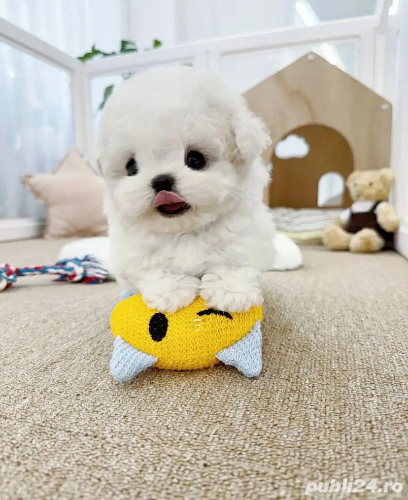 Bichon Maltez Mini Toy 