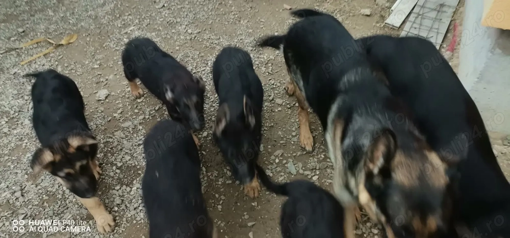 Pui ciobanesc german