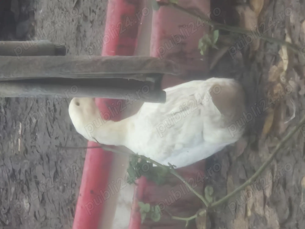 Vând rate tinere scoase din luna septembrie 