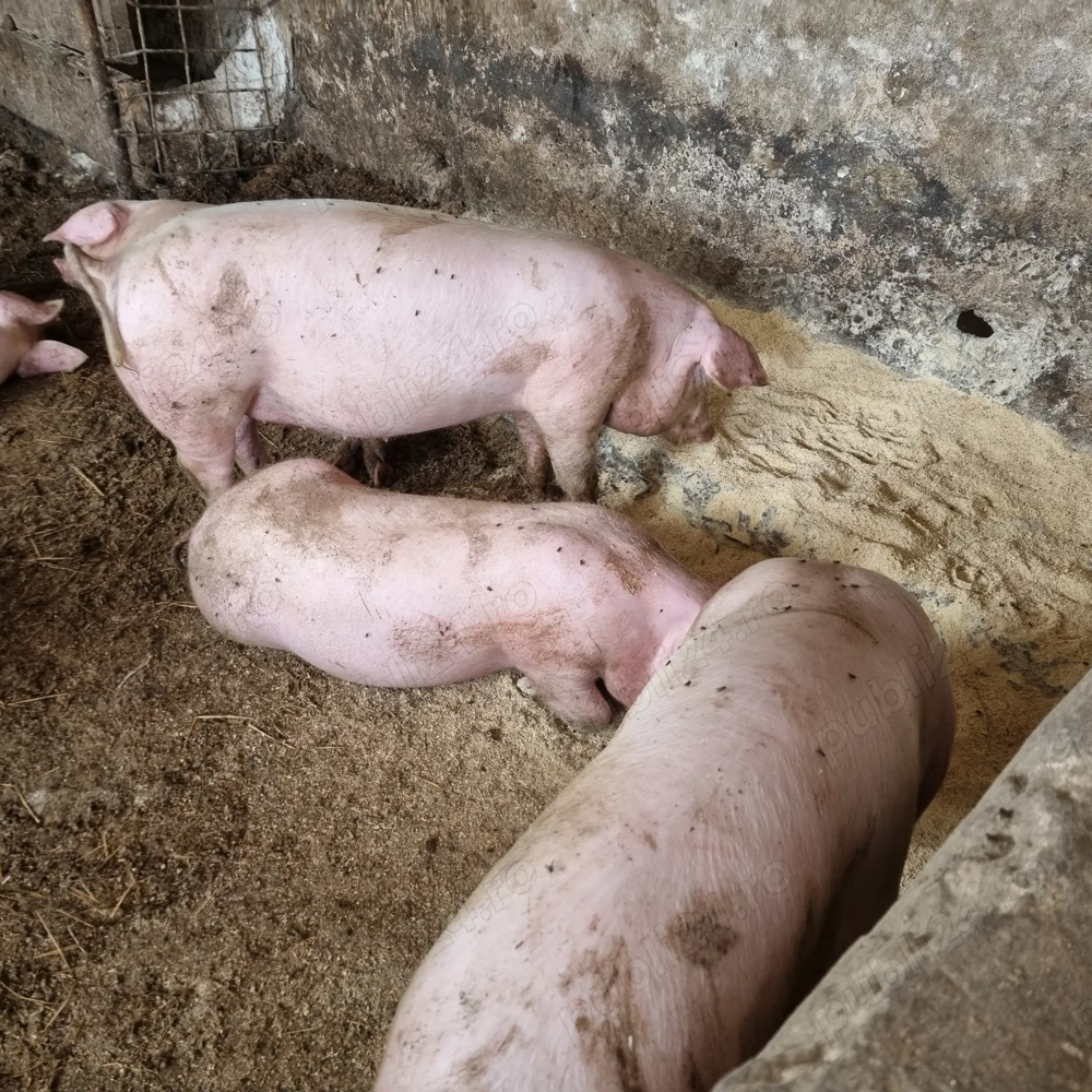 Vând Porcii crescuți cu cereale!