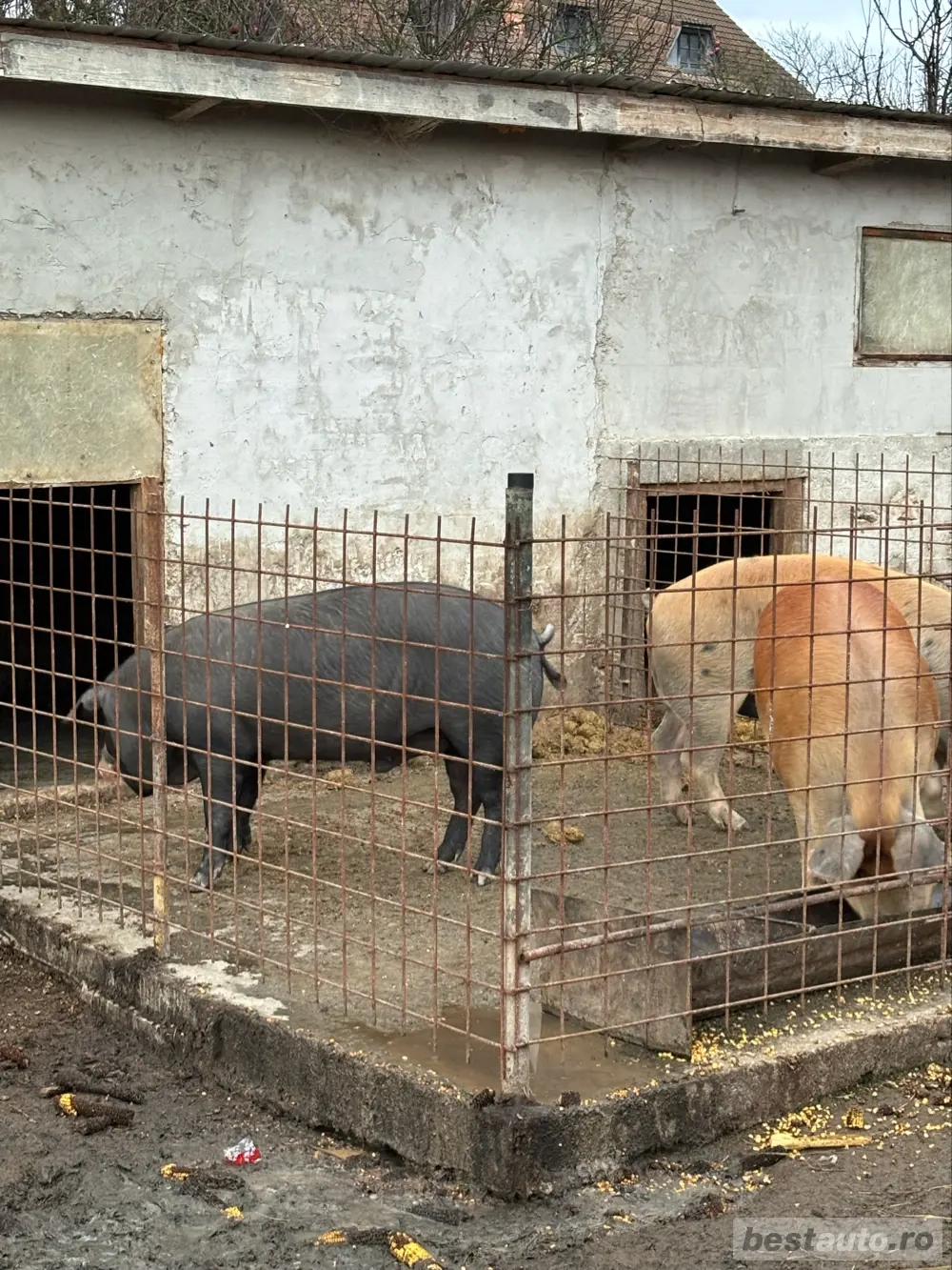 vand porci pentru sacrificat