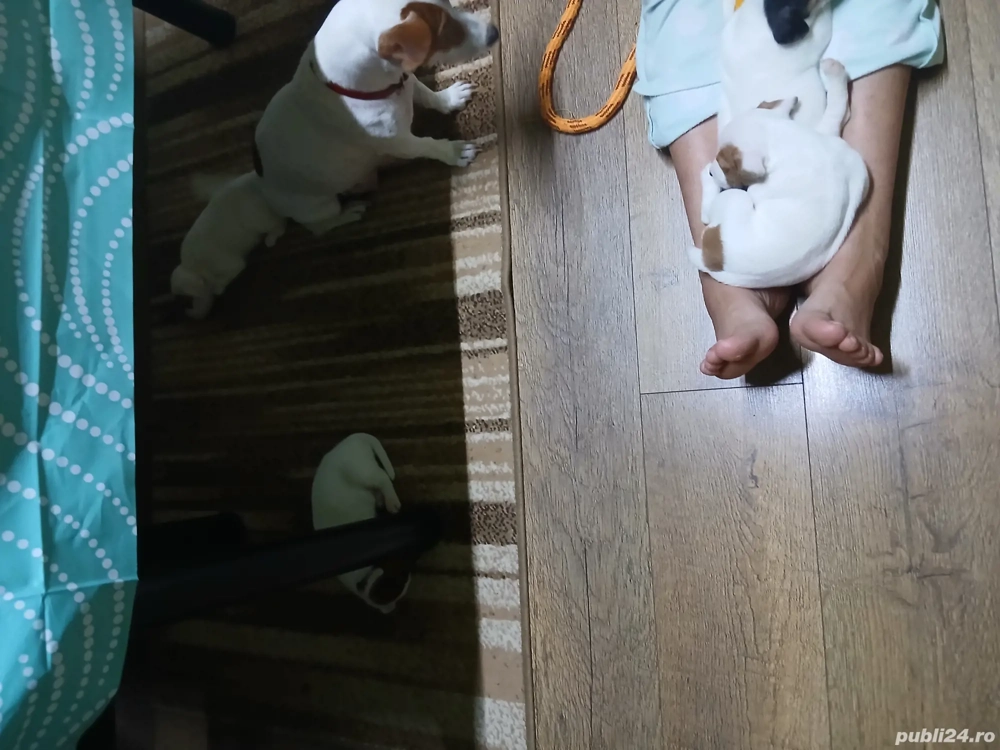 Jack russell terriers 