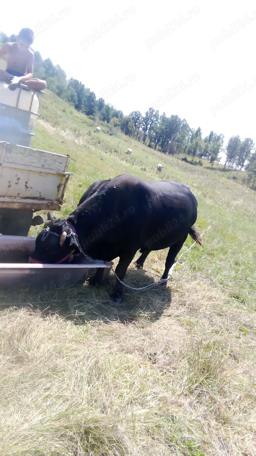 Vand un taur si doi taurasi 