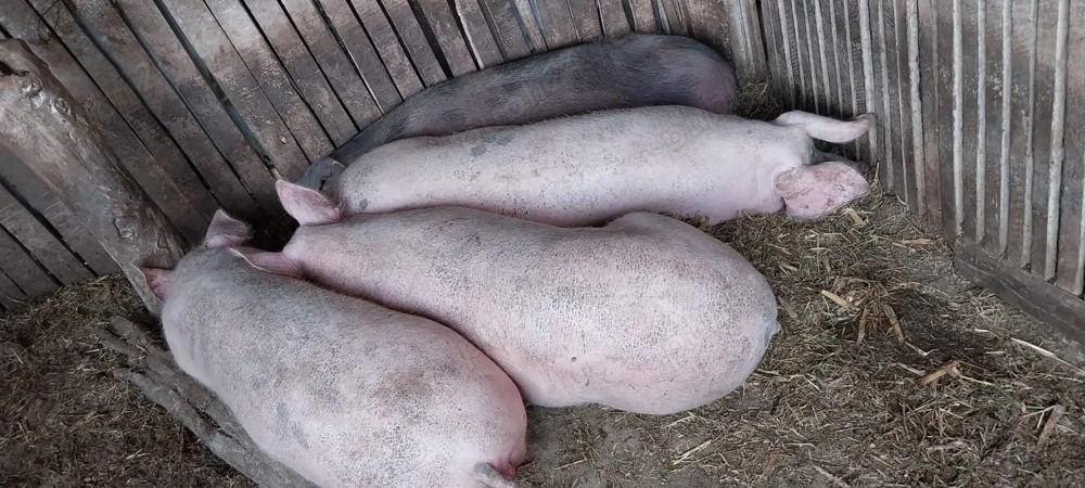 Porci si purcei cu greutatea intre 30 200 kg