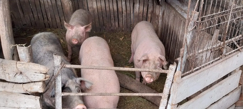 Porci si purcei greutate 30kg-200kg 