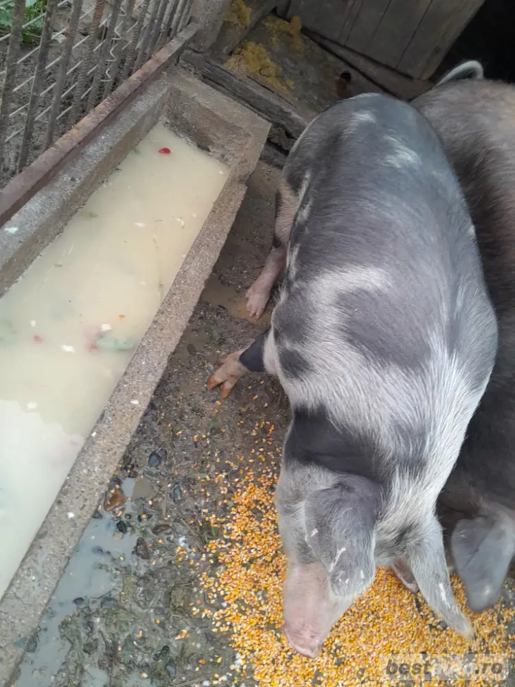 vand porc pt sacrificat