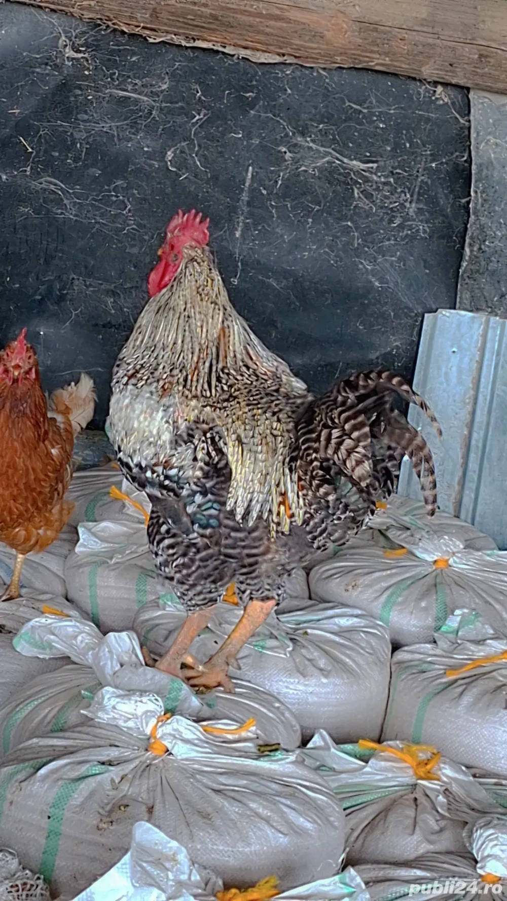 Vând 4 cocoși de casă 