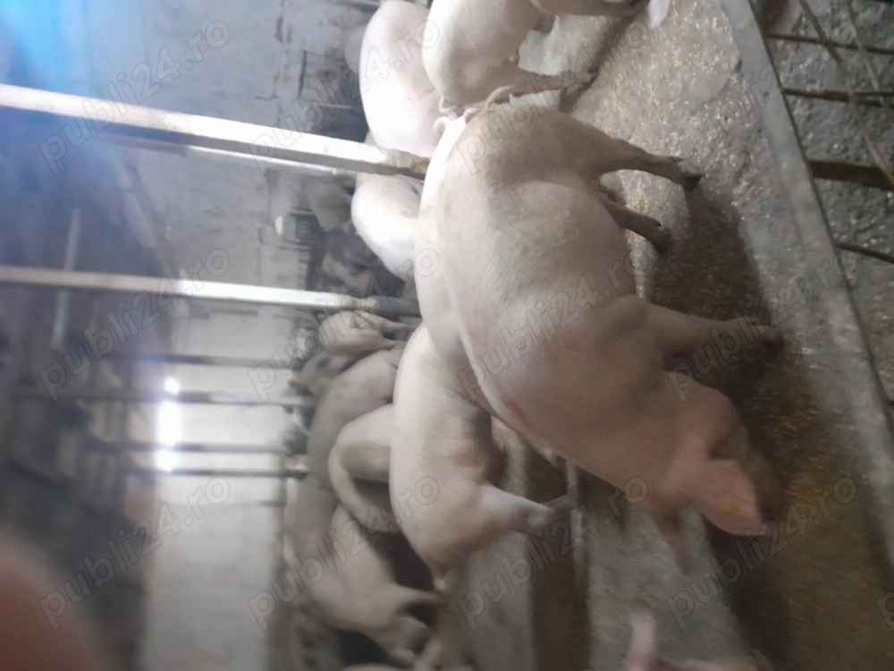 Porci 19 lei kg asigur transport