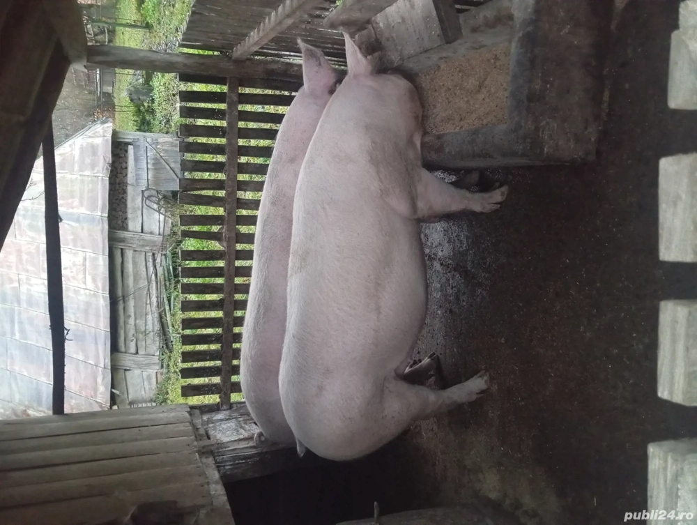 vând porci 18 lei kg