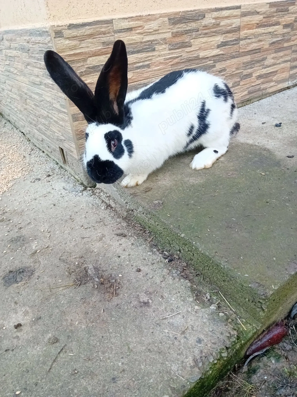 Vînd un mascul rasa fluture german de 5 luni 