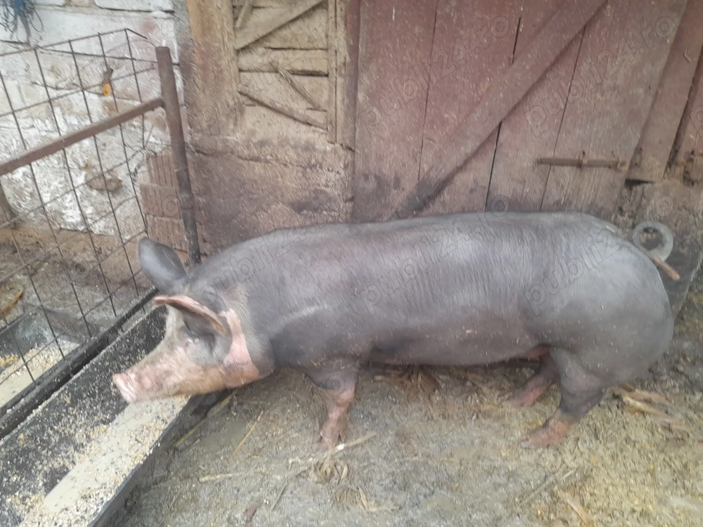 Porc de carne de vânzare 