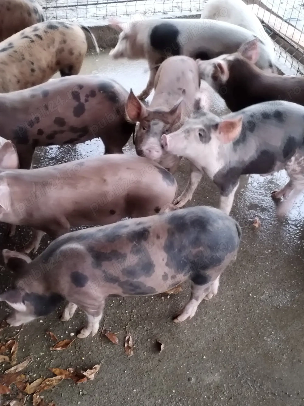 Purcei de vânzare crescuți natural 550 lei  bucata